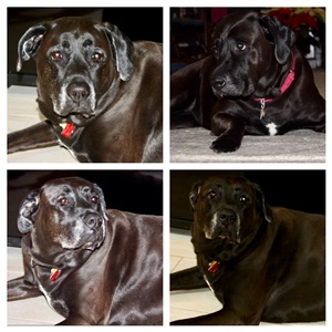 My dearest friend Agatha Crispy. Cane Corso x Redbone