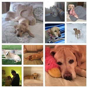 Hank & Sophie labrador